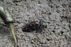 Paraleptuca crassipes