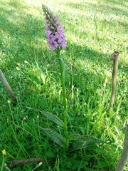 Dactylorhiza majalis baltica