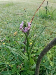 Dactylorhiza majalis baltica