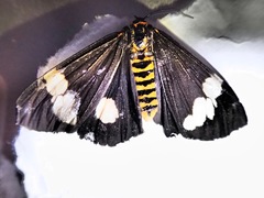 Nyctemera annulata × amicus