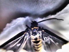 Nyctemera annulata × amicus