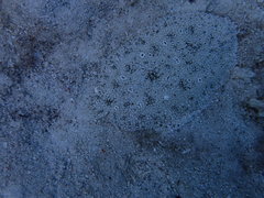 Pardachirus pavoninus