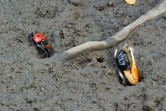 Paraleptuca crassipes