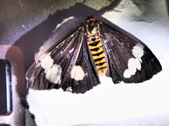 Nyctemera annulata × amicus