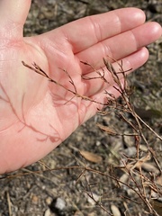 Darwinia biflora