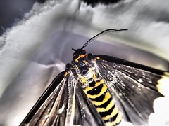 Nyctemera annulata × amicus