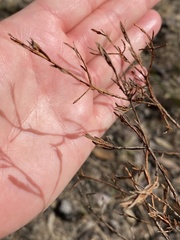 Darwinia biflora