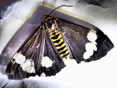 Nyctemera annulata × amicus