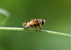 Palpada vinetorum