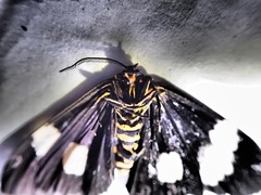 Nyctemera annulata × amicus