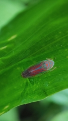 Linnavuoriella arcuata