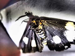 Nyctemera annulata × amicus