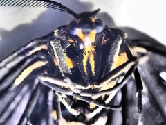 Nyctemera annulata × amicus