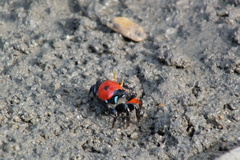 Paraleptuca crassipes