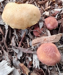 Gymnopilus dilepis