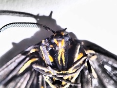 Nyctemera annulata × amicus