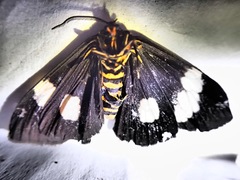 Nyctemera annulata × amicus