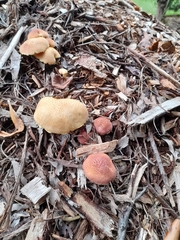 Gymnopilus dilepis