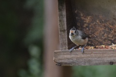 Baeolophus bicolor × atricristatus