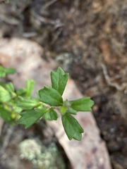Xanthosia tridentata