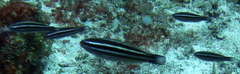 Scarus taeniopterus