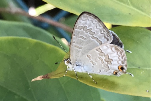 Speckled Line-Blue