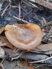 Cortinarius clelandii