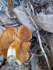 Cortinarius clelandii