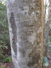 Pittosporum undulatum