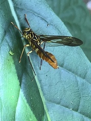 Lissoscarta