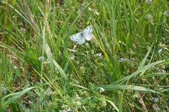 Pontia occidentalis