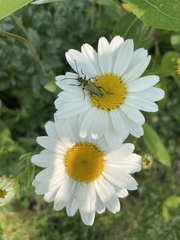 Lepturobosca
