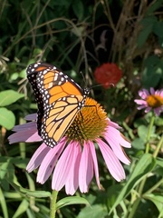 Danaus plexippus