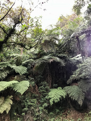 Sphaeropteris lepifera