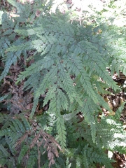 Adiantum formosum