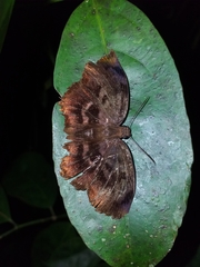 Achlyodes busirus