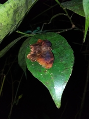 Achlyodes busirus