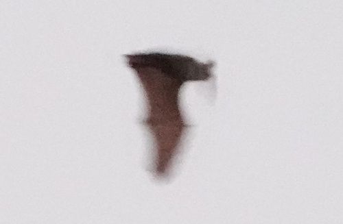 photo of Vespertilionoid Bats (Vespertilionoidea)