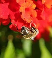 Eristalinus aeneus
