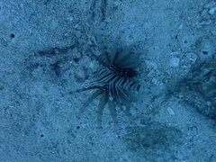 Pterois