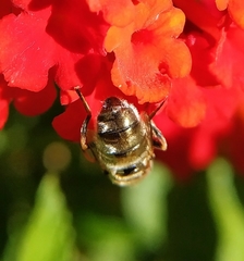 Eristalinus aeneus