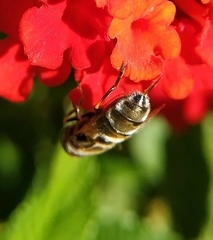Eristalinus aeneus