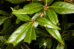 Quercus hypoleucoides