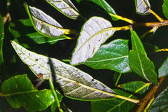 Quercus hypoleucoides