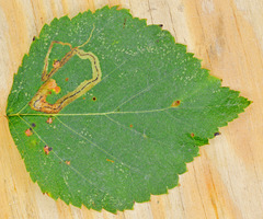 Stigmella lapponica