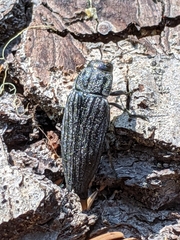 Buprestis lyrata