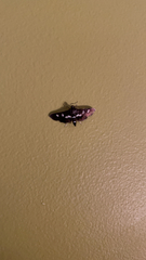 Desmia subdivisalis