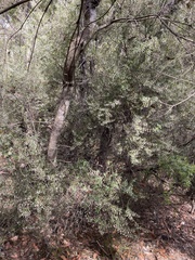 Styphelia setigera