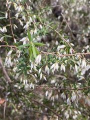 Styphelia setigera