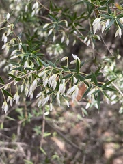 Styphelia setigera
